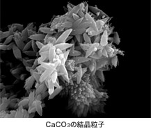 CaCO3の結晶粒子