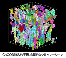 CaCO3結晶粒子形成挙動のシミュレーション
