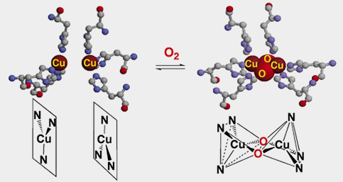 左図：デオキシヘモシアニン（銅-銅間距離：4.6A、平面三角形構造） 右図：オキシヘモシアニン（銅-銅間距離：3.6A）